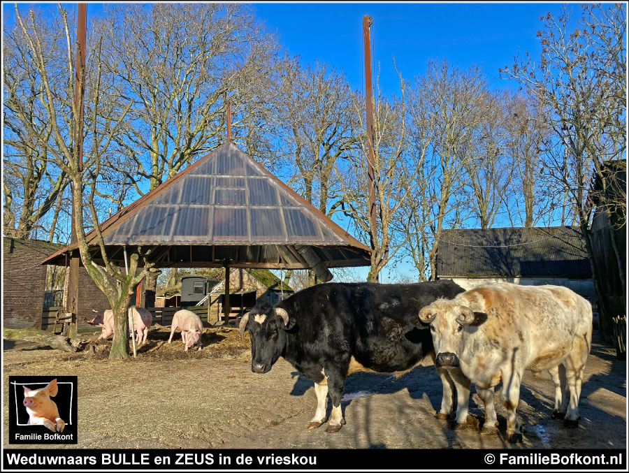 Weduwnaars BULLE en ZEUS in de vrieskou