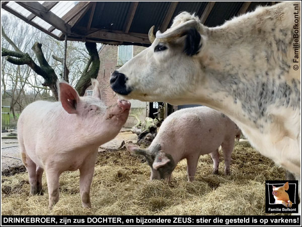 DRINKEBROER, zijn zus DOCHTER en bijzondere ZEUS: stier die gesteld is op varkens!