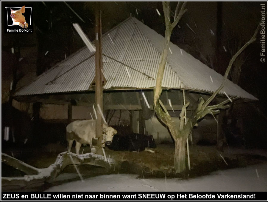 ZEUS en BULLE willen niet naar binnen want SNEEUW op Het Beloofde Varkensland!