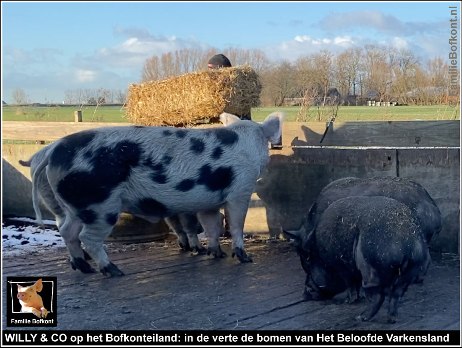 WILLY & CO op het Bofkonteiland: in de verte de bomen van Het Beloofde Varkensland