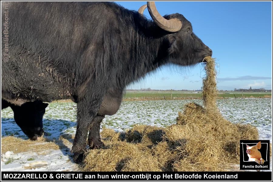 MOZZARELLO & GRIETJE aan hun winter-ontbijt op Het Beloofde Koeienland