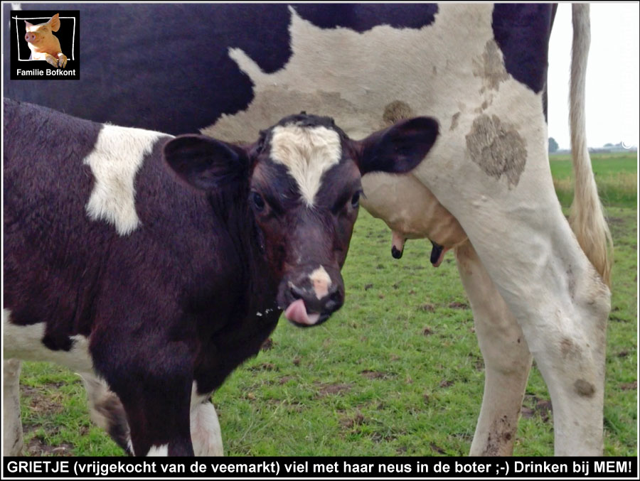 GRIETJE (vrijgekocht van de veemarkt) viel met haar neus in de boter ;-) Drinken bij MEM!