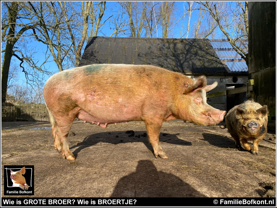 Wie is GROTE BROER? Wie is BROERTJE?