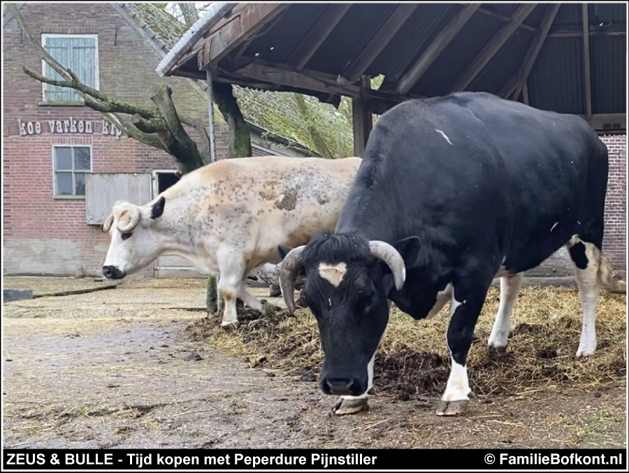 
ZEUS & BULLE - Tijd kopen met Peperdure Pijnstiller