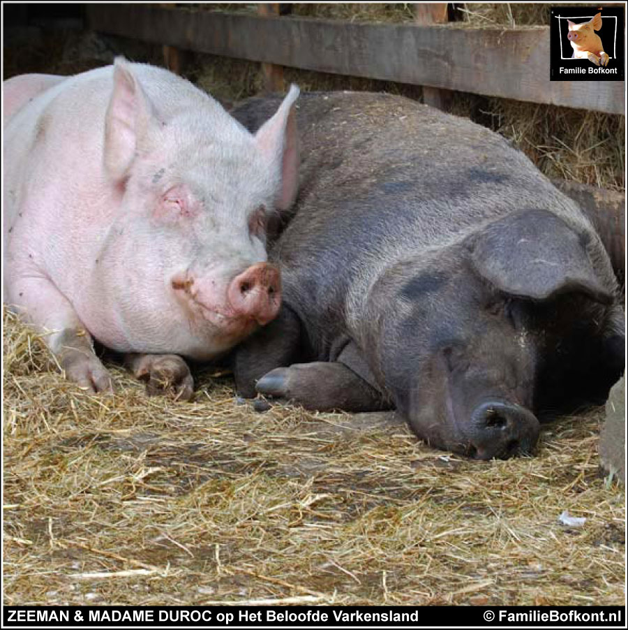 MADAME DUROC & ZEEMAN op Het Beloofde Varkensland