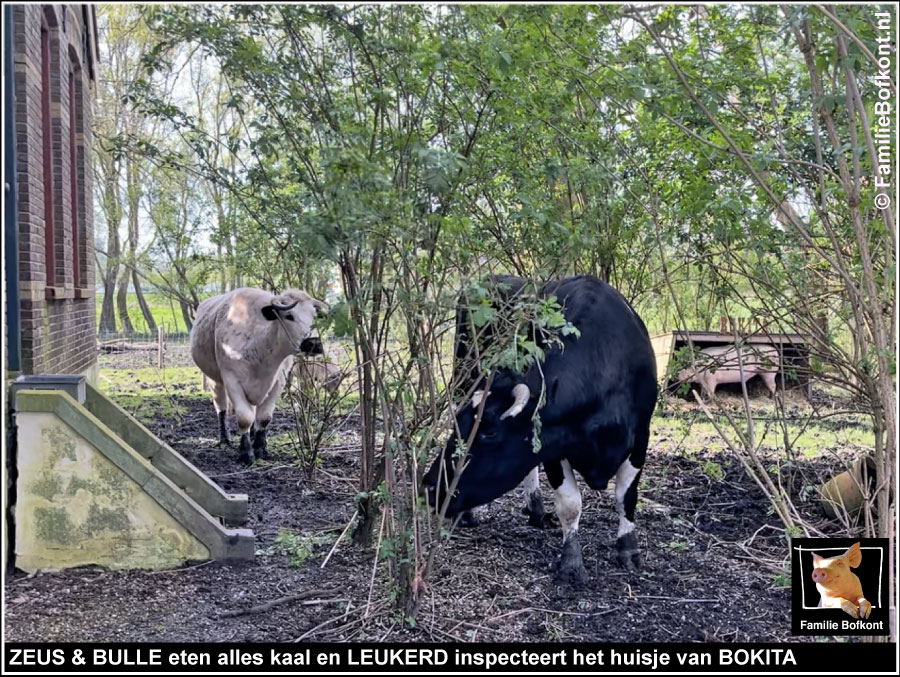 ZEUS & BULLE eten alles kaal en LEUKERD inspecteert het huisje van BOKITA