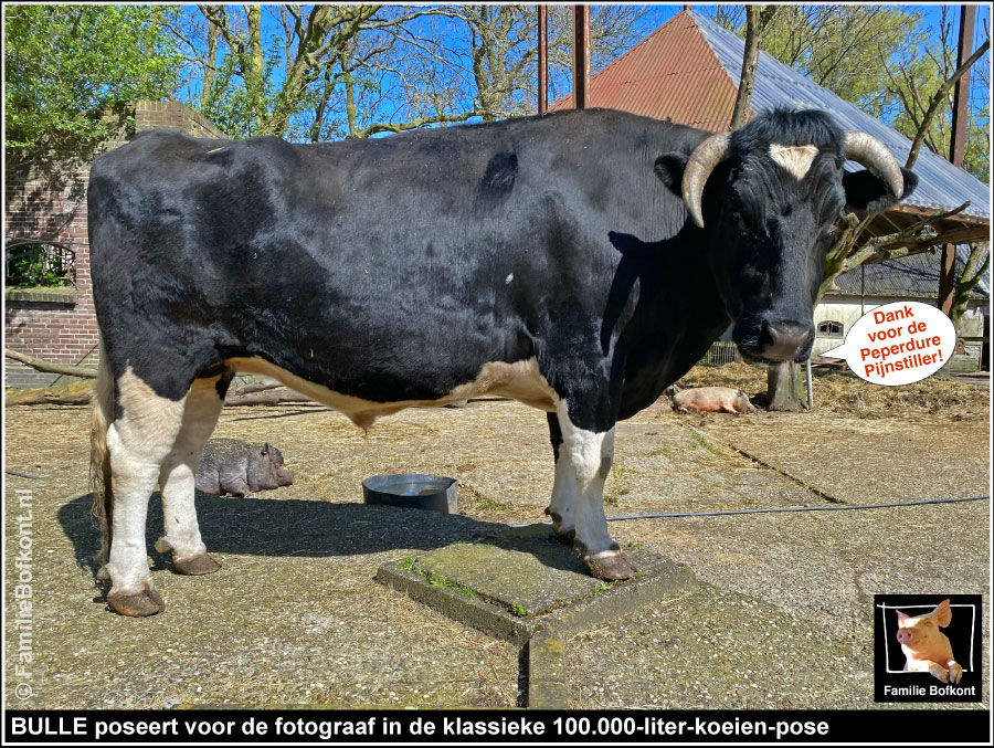 BULLE poseert voor de fotograaf in de klassieke 100.000 liter-koeien-pose