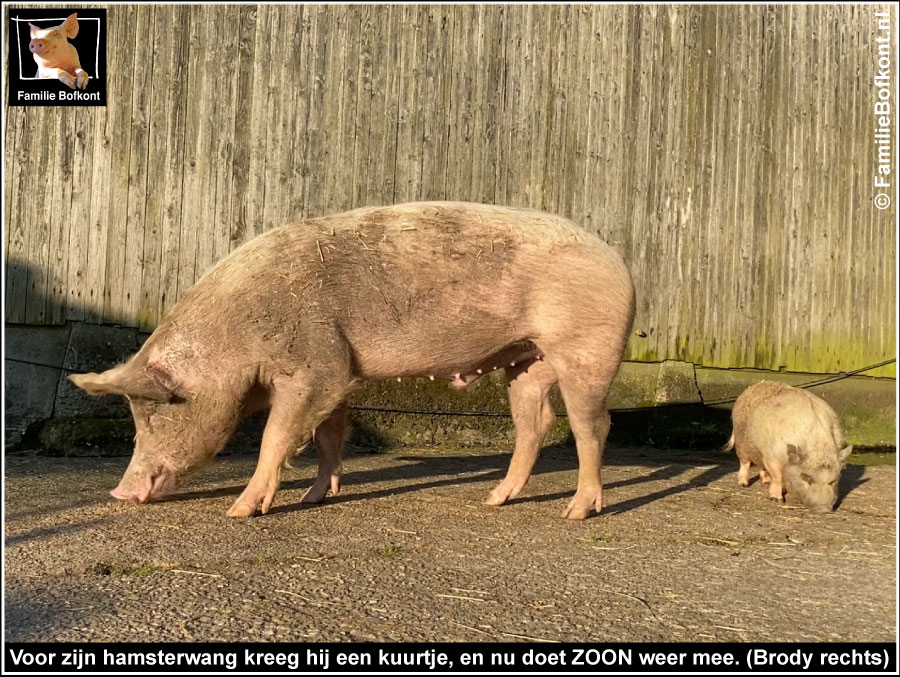 Voor zijn hamsterwang kreeg hij een kuurtje, en nu doet ZOON weer mee. (Brody rechts)