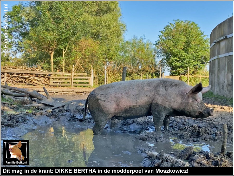 Dit mag in de krant: DIKKE BERTHA in de modderpoel van Moszkowicz!