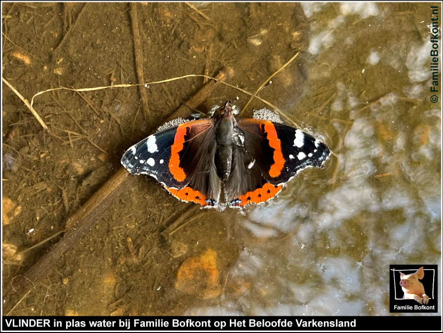 VLINDER in plas water bij Familie Bofkont op Het Beloofde Varkensland