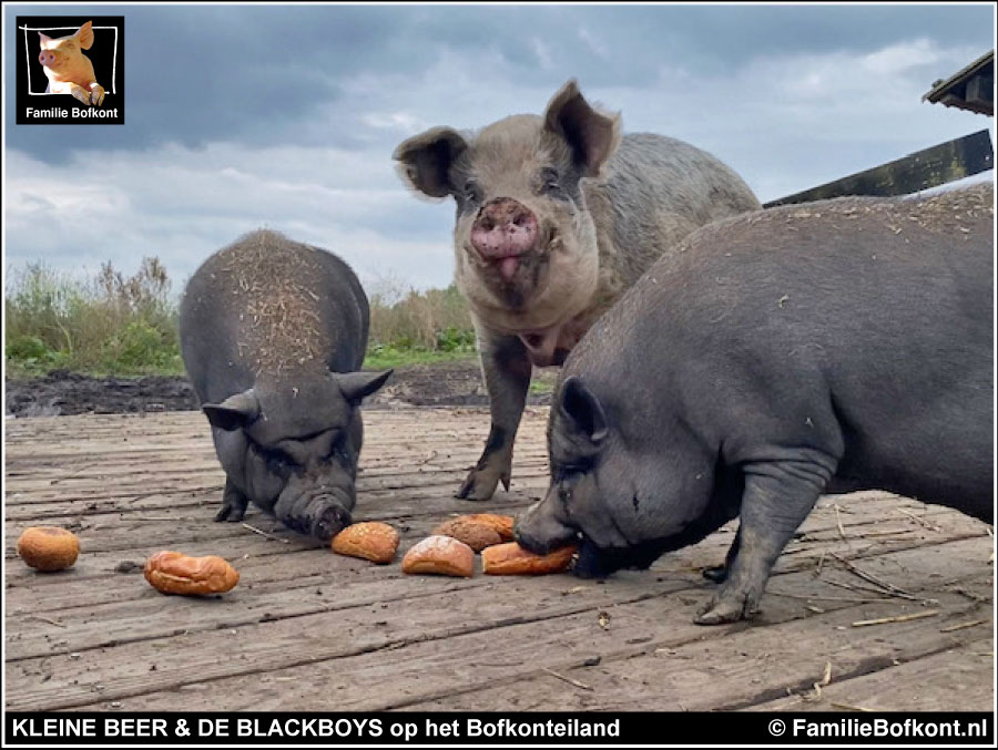 KLEINE BEER & DE BLACKBOYS op het Bofkonteiland