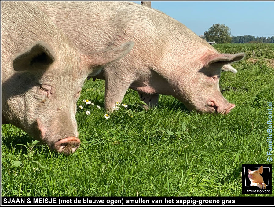 
SJAAN & MEISJE (met de blauwe ogen) smullen van het sappig-groene gras