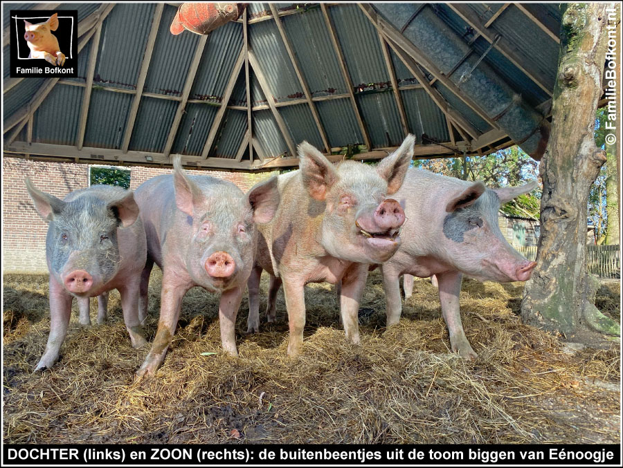 
DOCHTER (links) en ZOON (rechts): de buitenbeentjes uit de toom biggen van Eénoogje