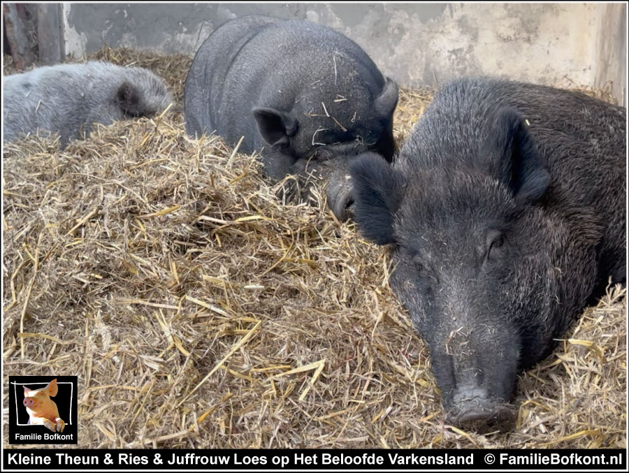 Kleine Theun & Ries & Juffrouw Loes op Het Beloofde Varkensland