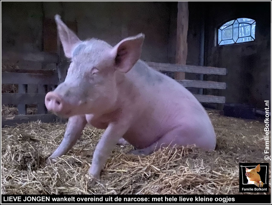 LIEVE JONGEN wankelt overeind uit de narcose: met hele lieve kleine oogjes