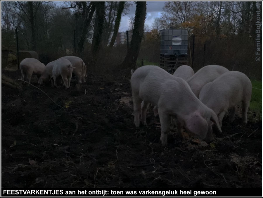 FEESTVARKENTJES aan het ontbijt: toen was varkensgeluk heel gewoon