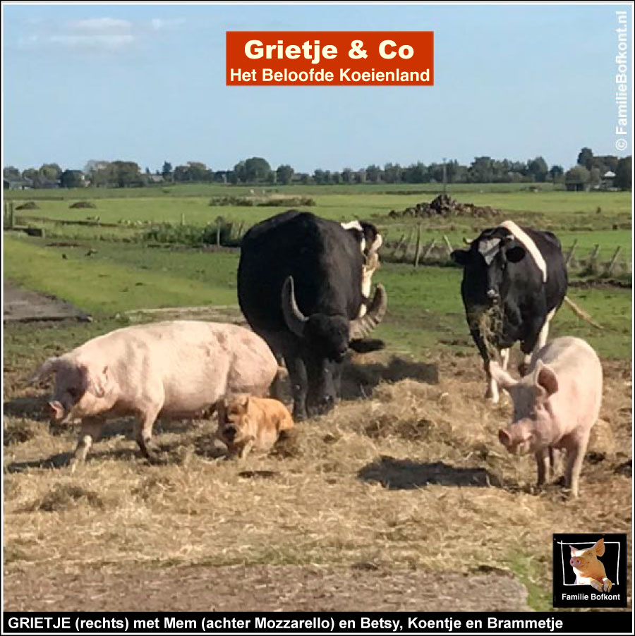 GRIETJE (rechts) met Mem (achter Mozzarello) en Betsy, Koentje en Brammetje