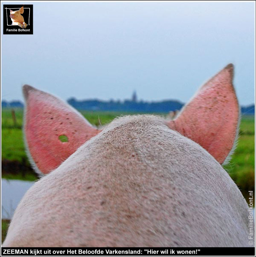 ZEEMAN kijkt uit over Het Beloofde Varkensland: 