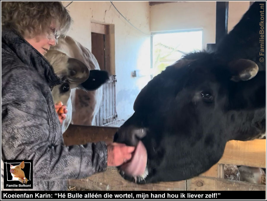 Koeienfan Karin: Hé Bulle alleen die wortel, mijn hand hou ik liever zelf!