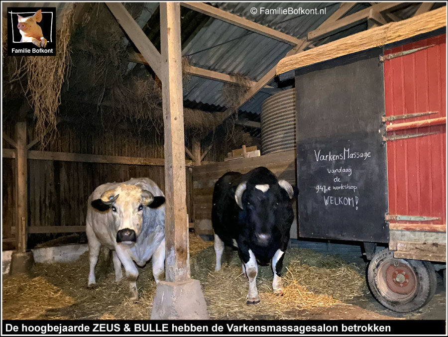 De hoogbejaarde ZEUS & BULLE hebben de Varkensmassagesalon betrokken