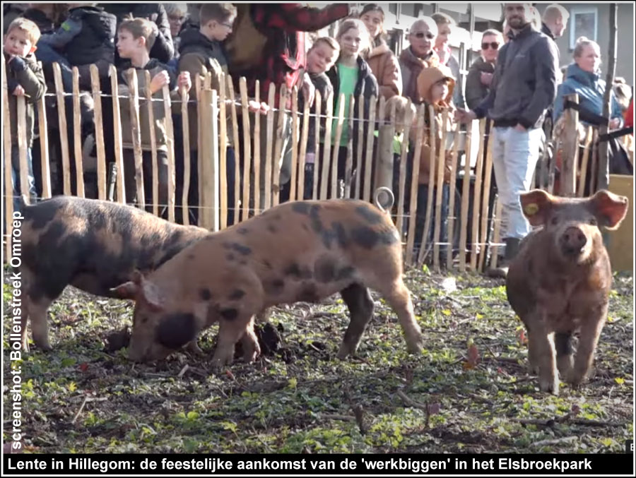 Lente in Hillegom: de feestelijke aankomst van de 'werkbiggen' in het Elsbroekpark